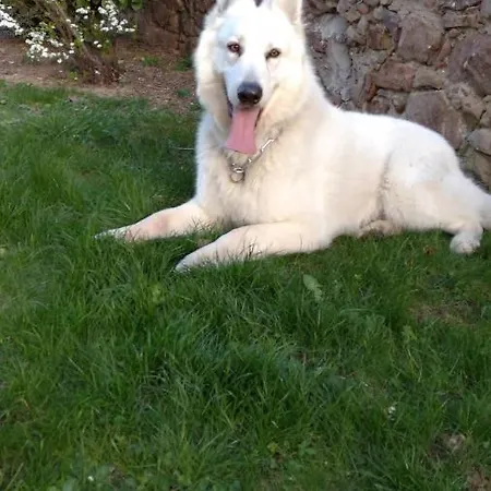 Les Cocottes Zellwiller